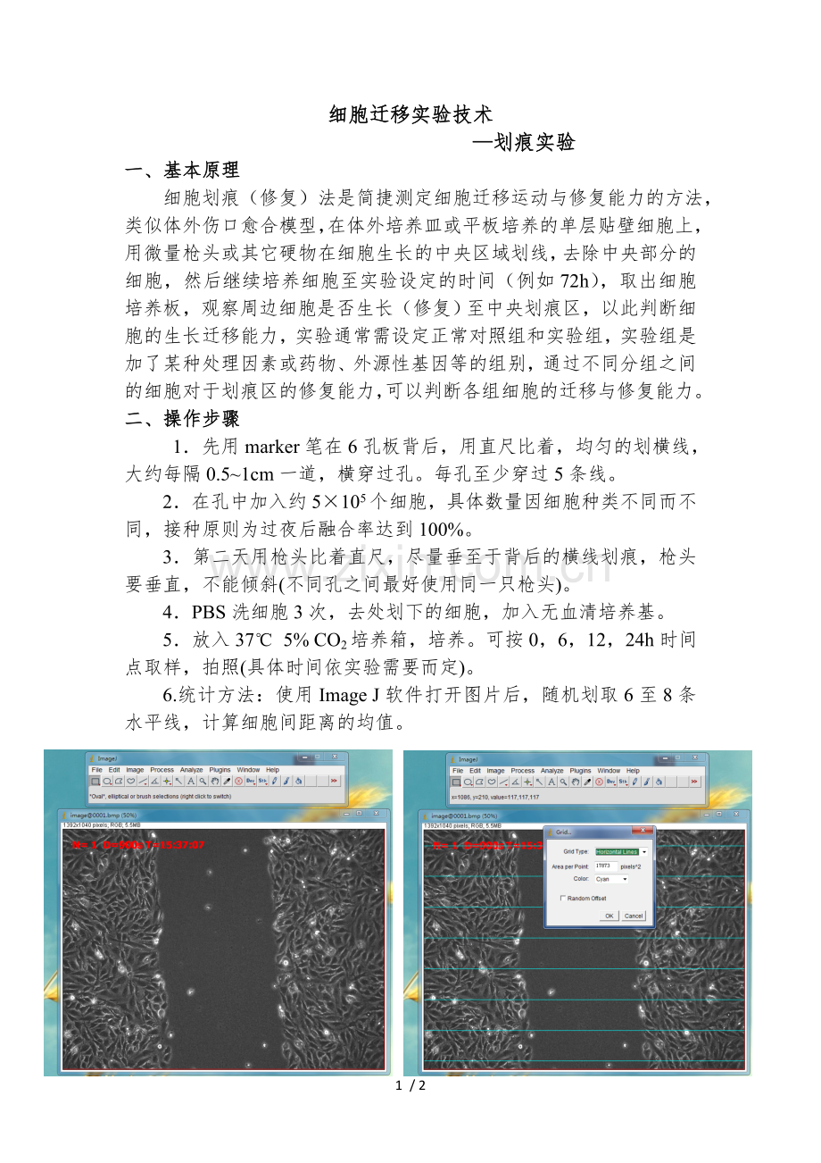 细胞迁移-划痕实验.doc_第1页