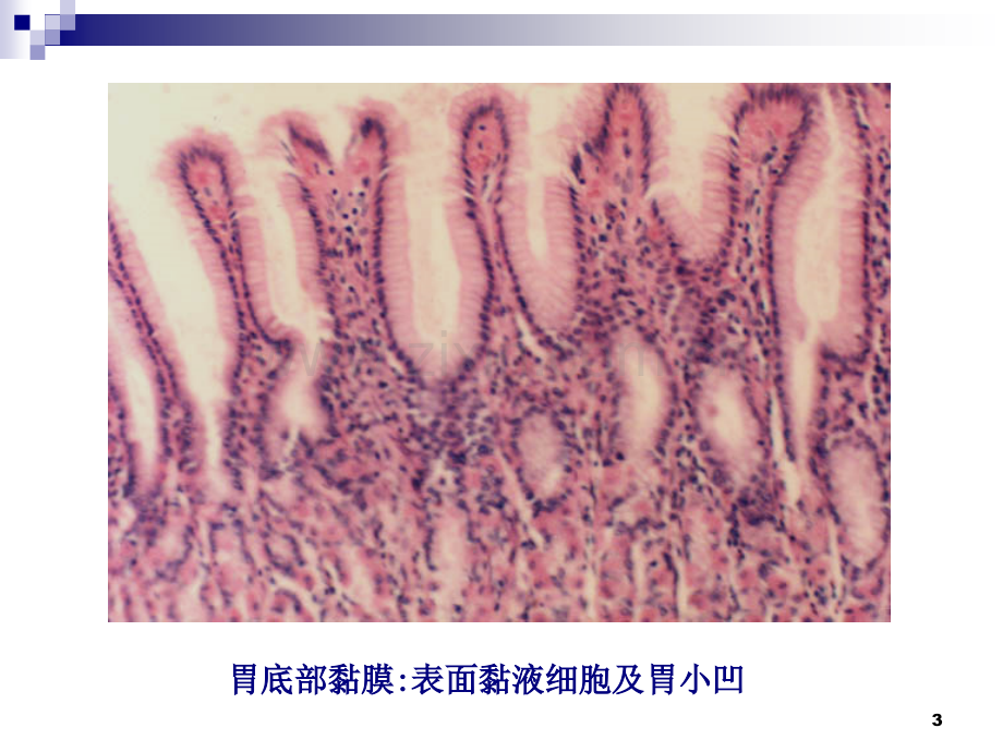 组织学与胚胎学切片图PPT参考课件.ppt_第3页