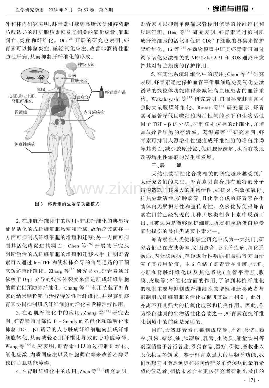 虾青素对纤维化疾病的研究进展.pdf_第3页