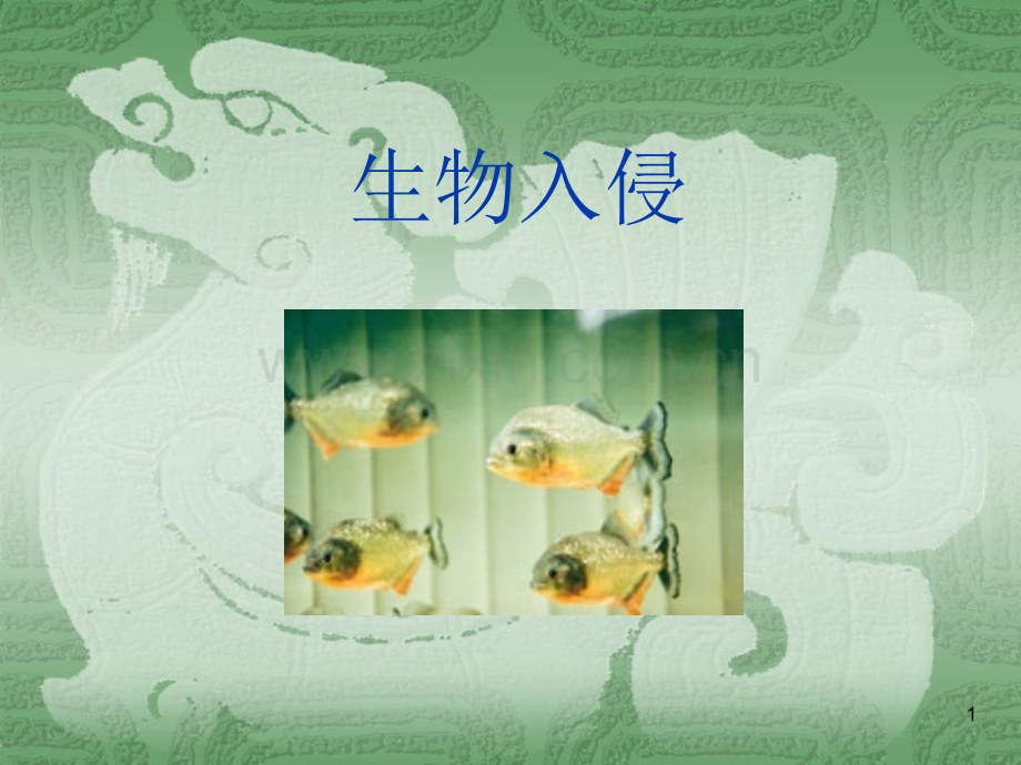 生物入侵.ppt_第1页