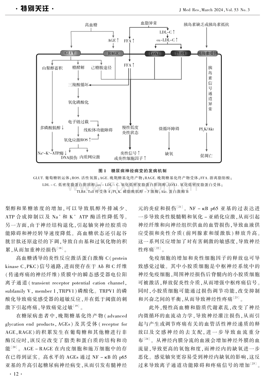 糖尿病痛性周围神经病变与中枢神经系统研究进展.pdf_第2页