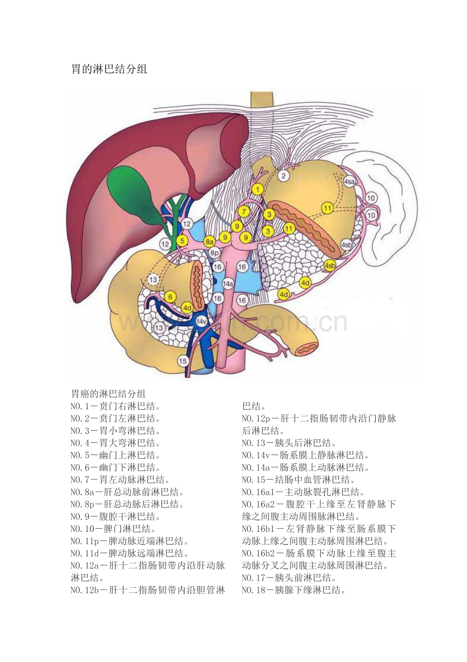 胃的淋巴结分组.doc_第1页