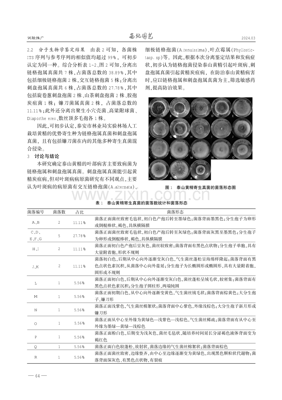 泰山黄精寄生真菌的分离鉴定.pdf_第2页