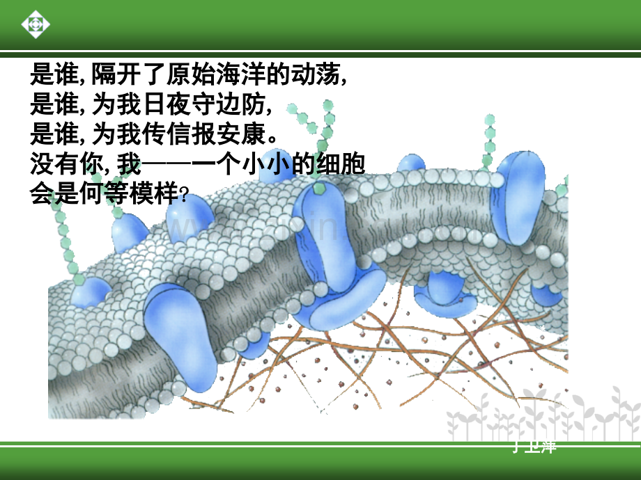 生物膜的流动镶嵌模型-优质课一等奖(课堂PPT).ppt_第3页