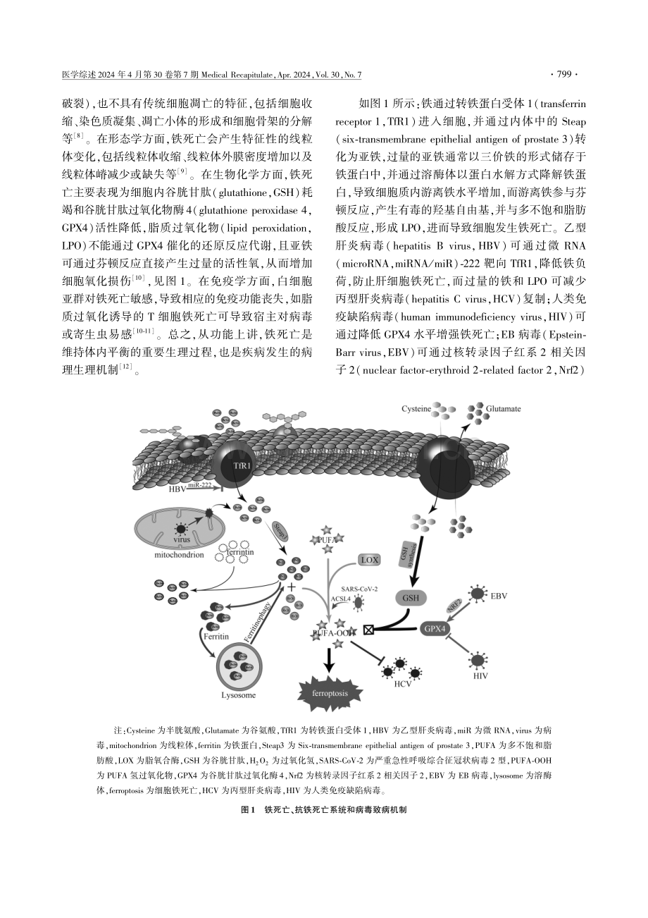 铁死亡参与病毒感染的机制研究进展.pdf_第2页