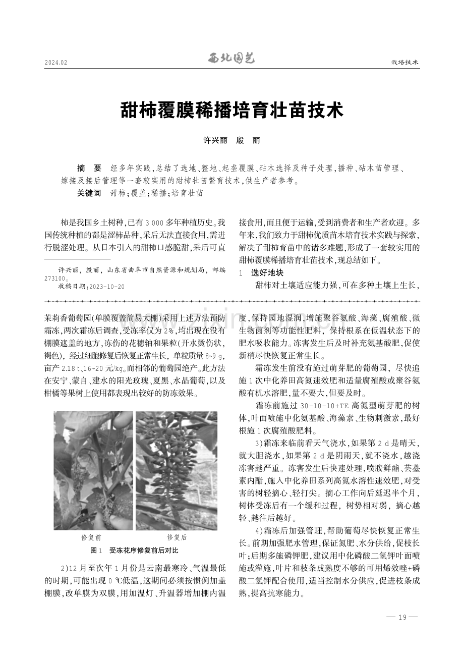 甜柿覆膜稀播培育壮苗技术.pdf_第1页