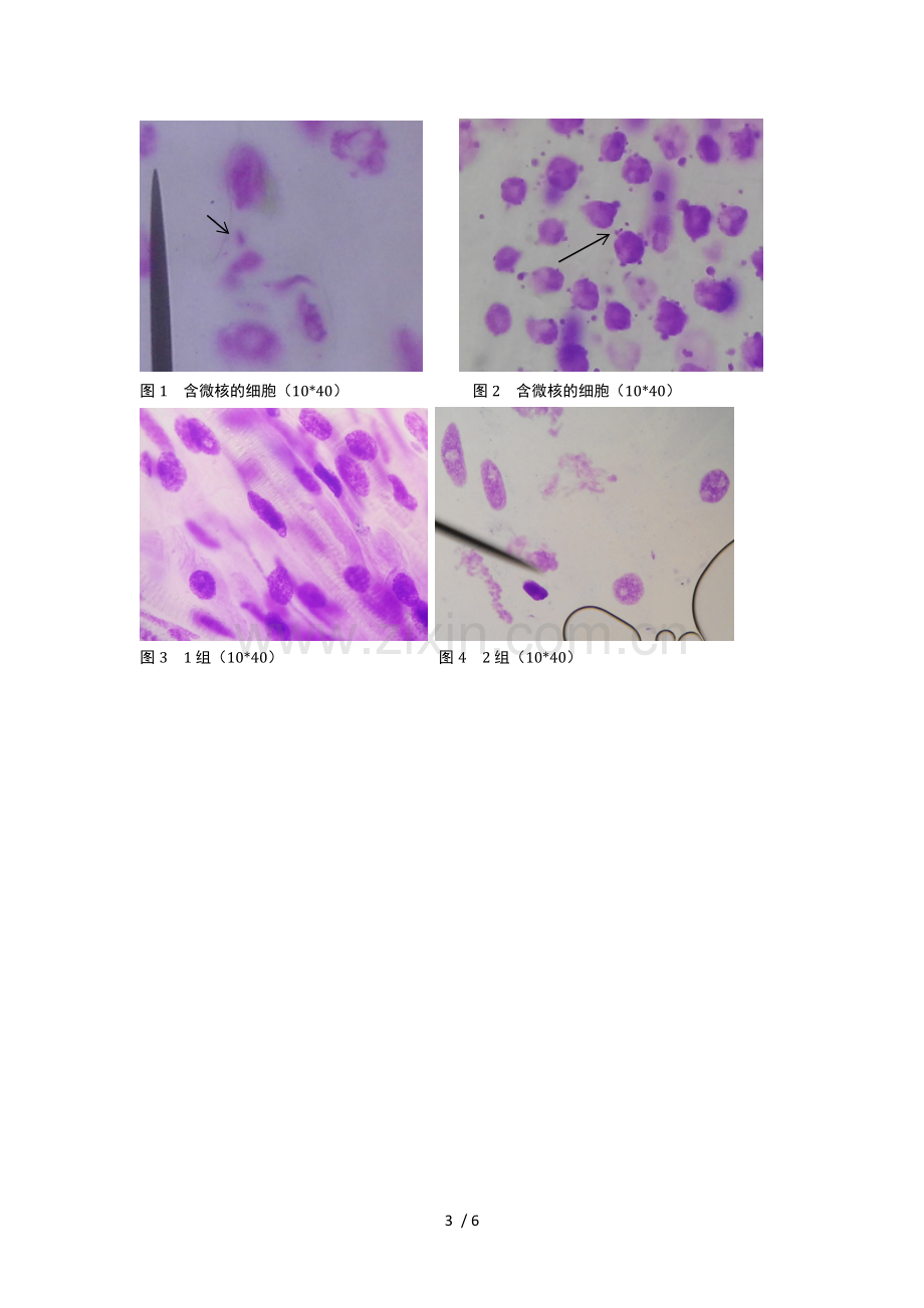 遗传实验报告微核检测.doc_第3页