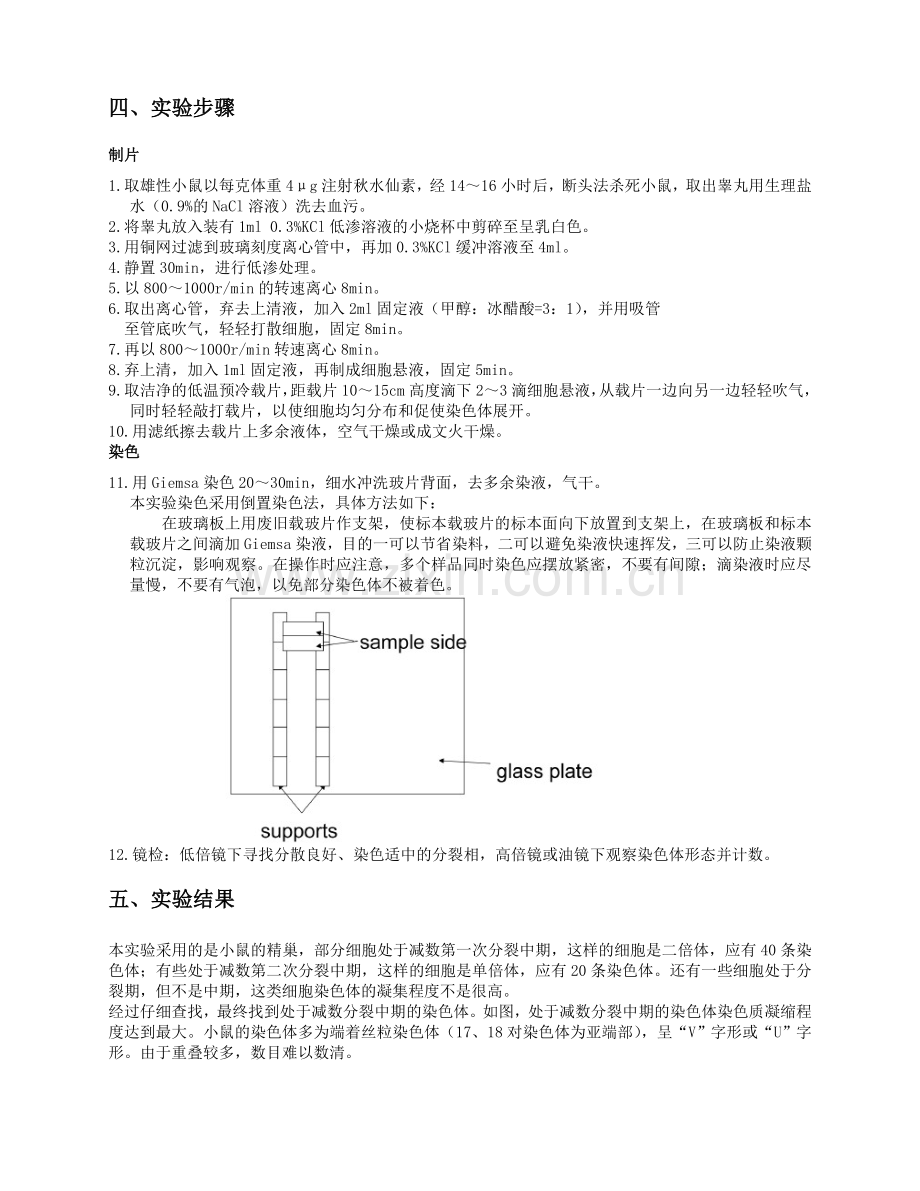 小鼠染色体的制备、观察、染色.doc_第3页