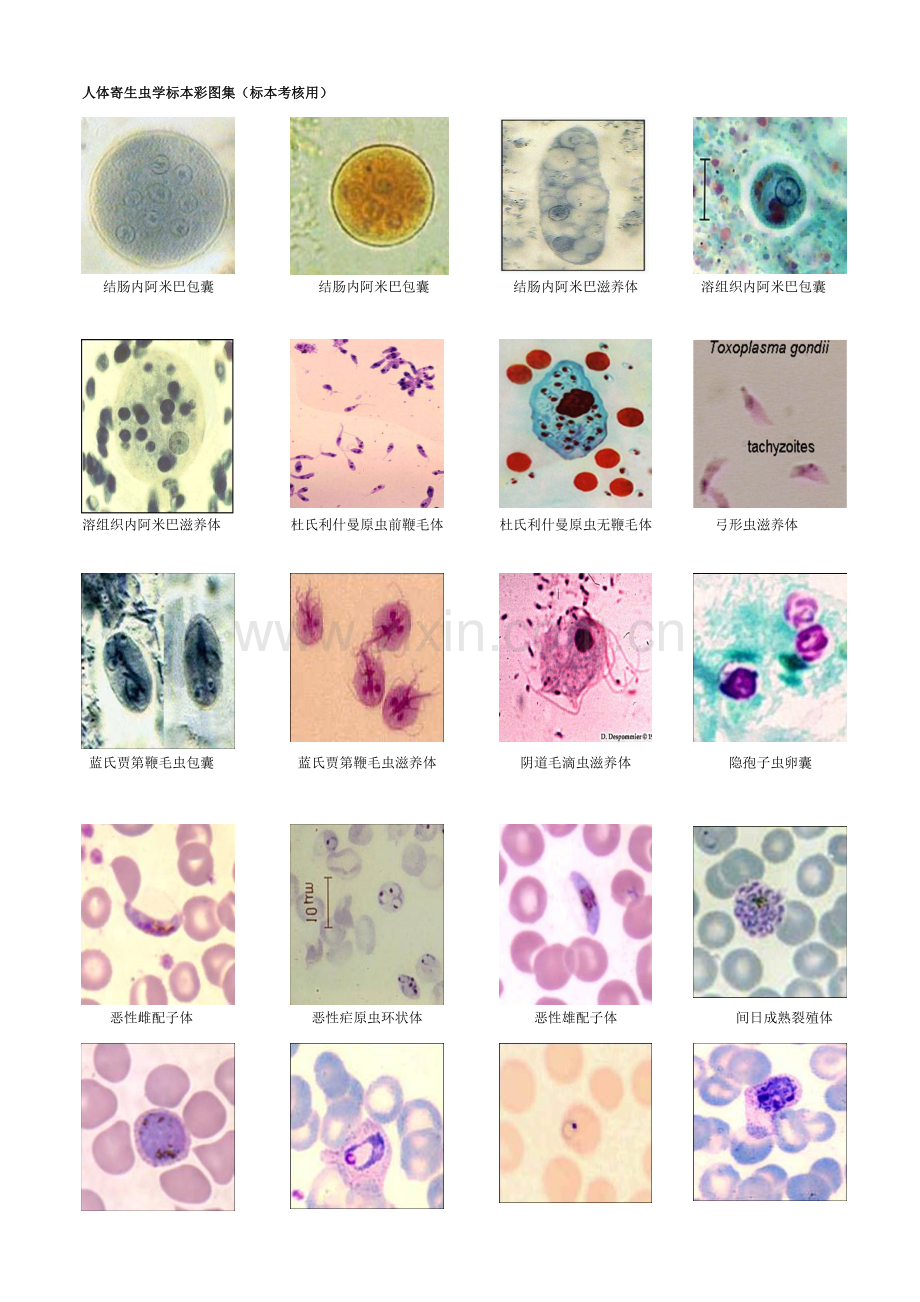 人体寄生虫学标本彩图(考试用).doc_第1页