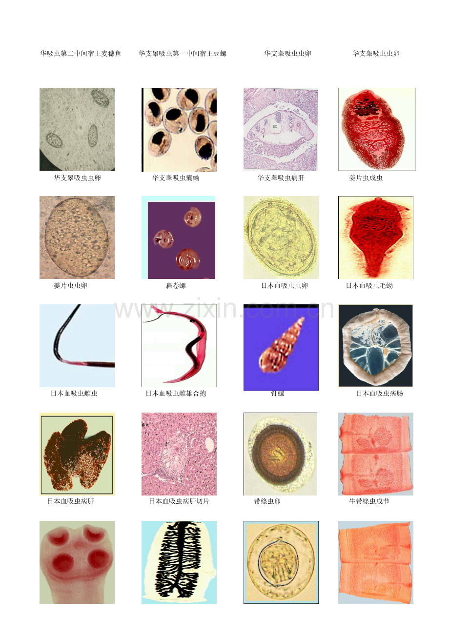 人体寄生虫学标本彩图(考试用).doc_第3页