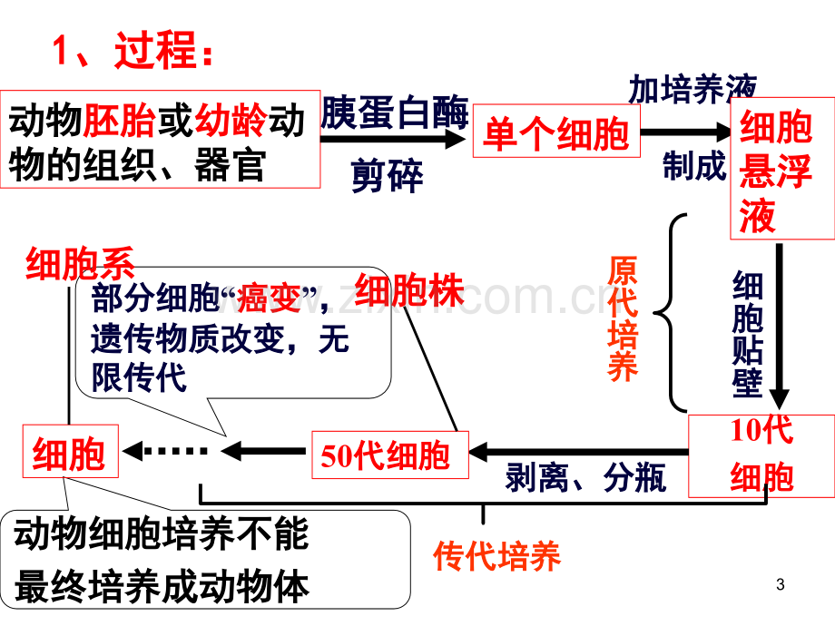 动物细胞工程复习.ppt_第3页