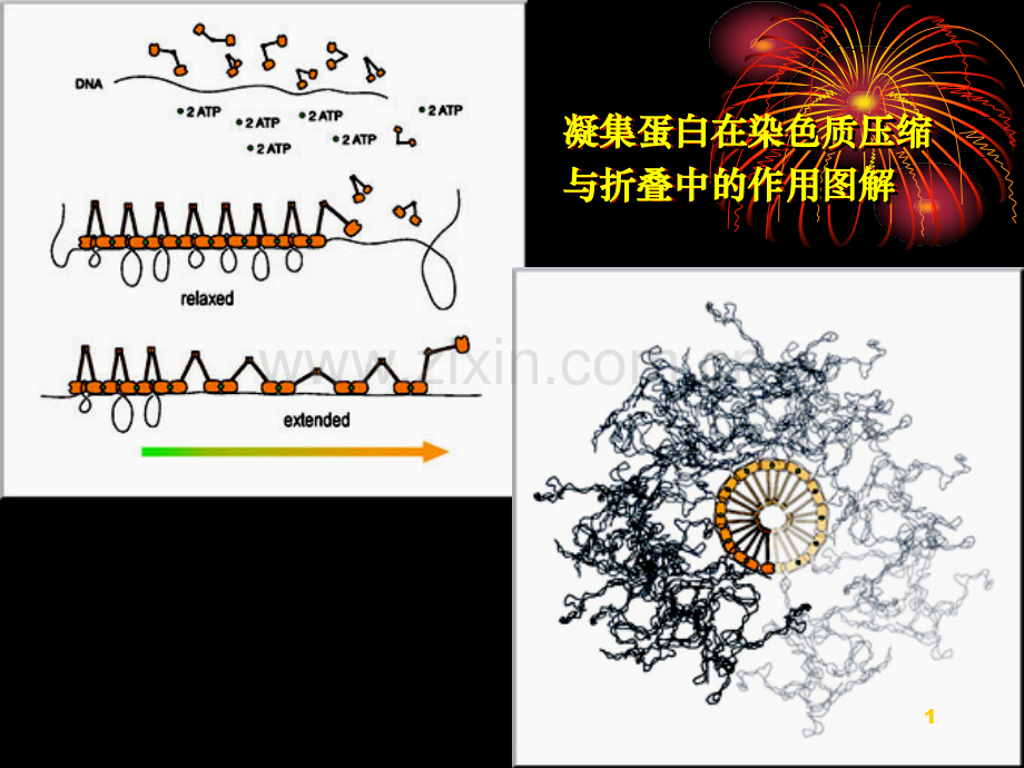 中国海洋大学细胞生物学13间期细胞核PPT课件.ppt_第1页