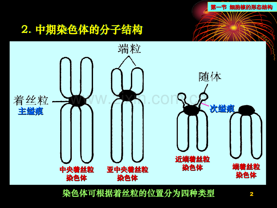 中国海洋大学细胞生物学13间期细胞核PPT课件.ppt_第2页