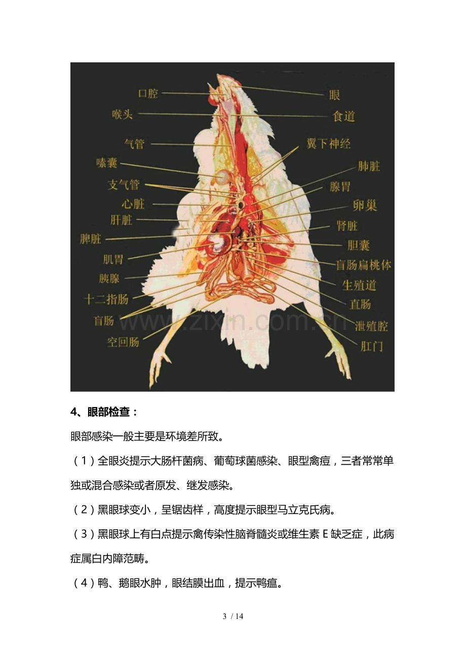 家禽病理解剖检验技术概要.doc_第3页