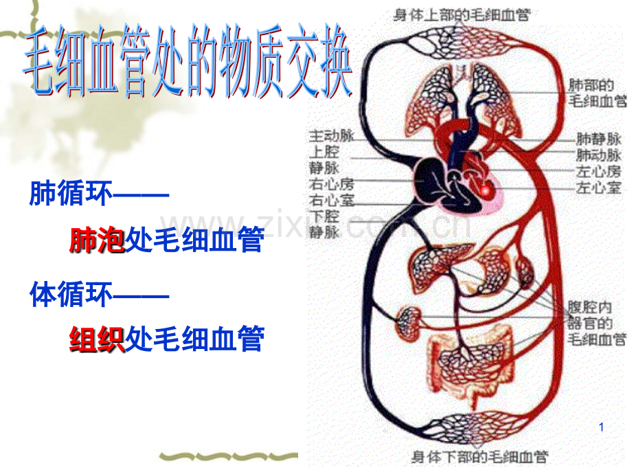 七年级下册生物血液循环.ppt_第1页