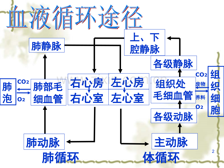 七年级下册生物血液循环.ppt_第2页