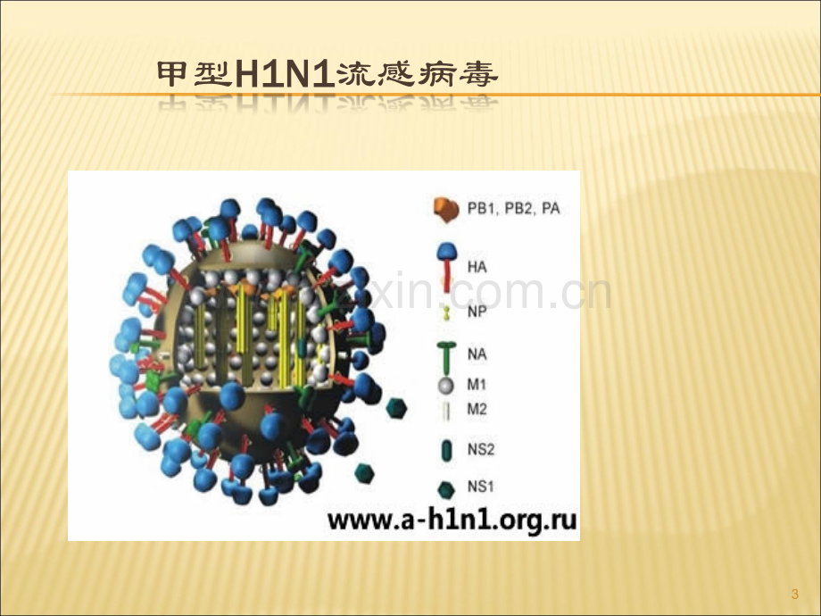 基因突变讲解PPT学习课件.ppt_第3页