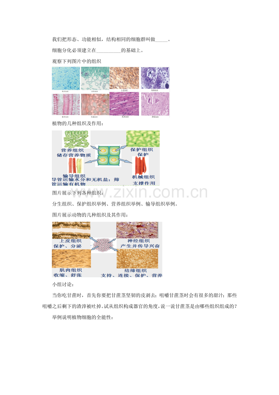 《细胞分化形成组织》教案.doc_第2页