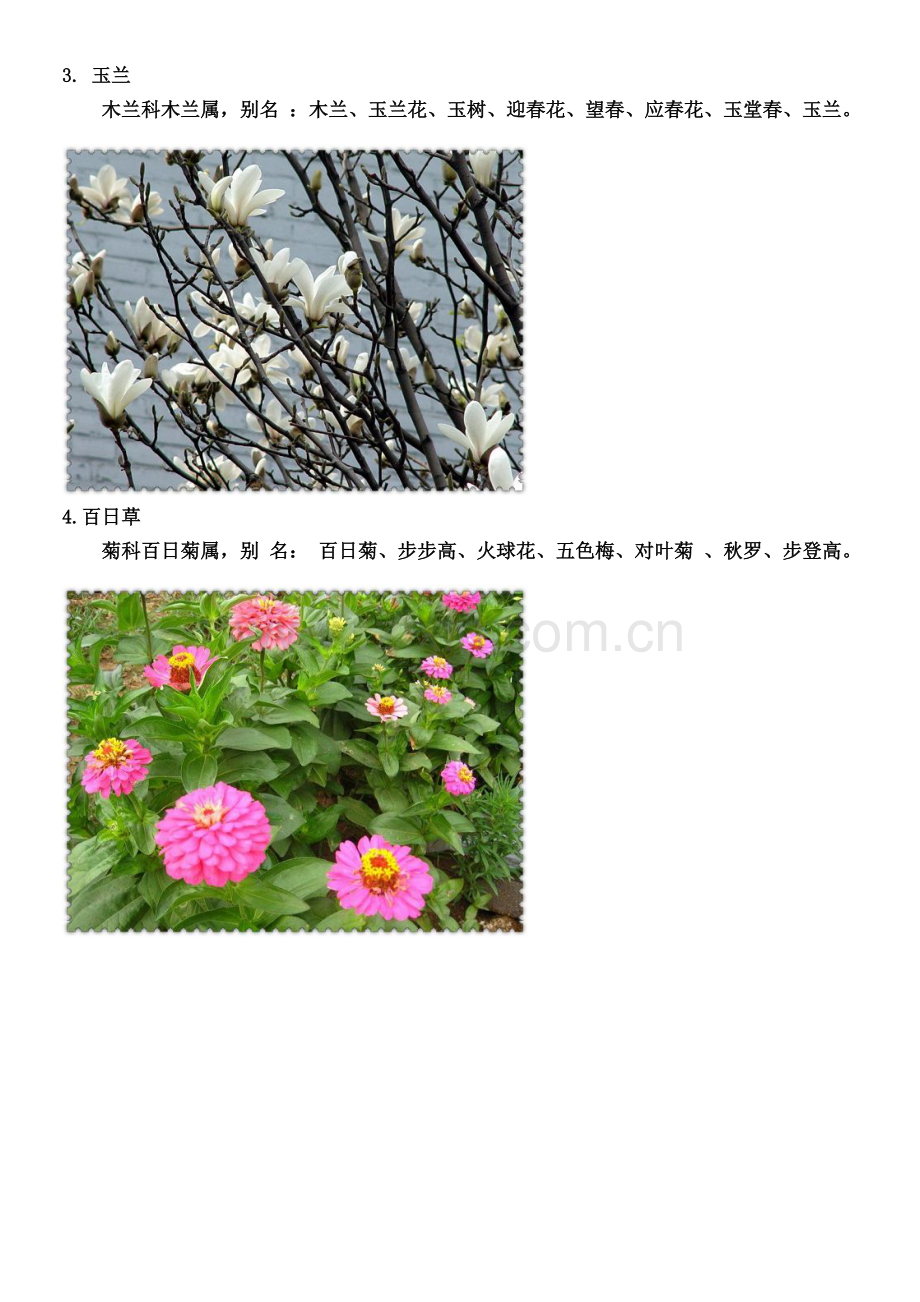 常见园林植物图片介绍.doc_第2页