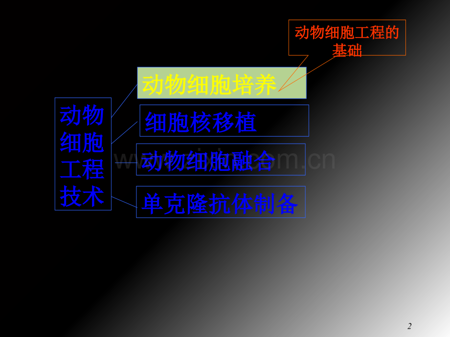 动物细胞工程演示课件.ppt_第2页