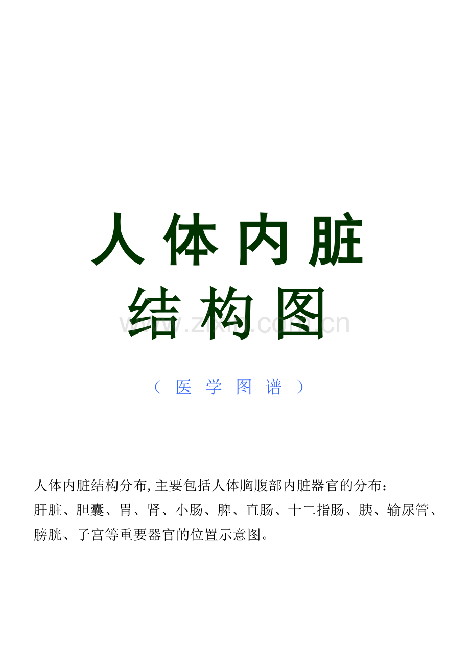 人体内脏结构图(医学图谱).doc_第1页