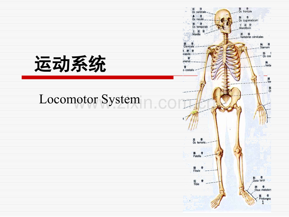 人体解剖学-运动系统PPT参考课件.ppt_第1页