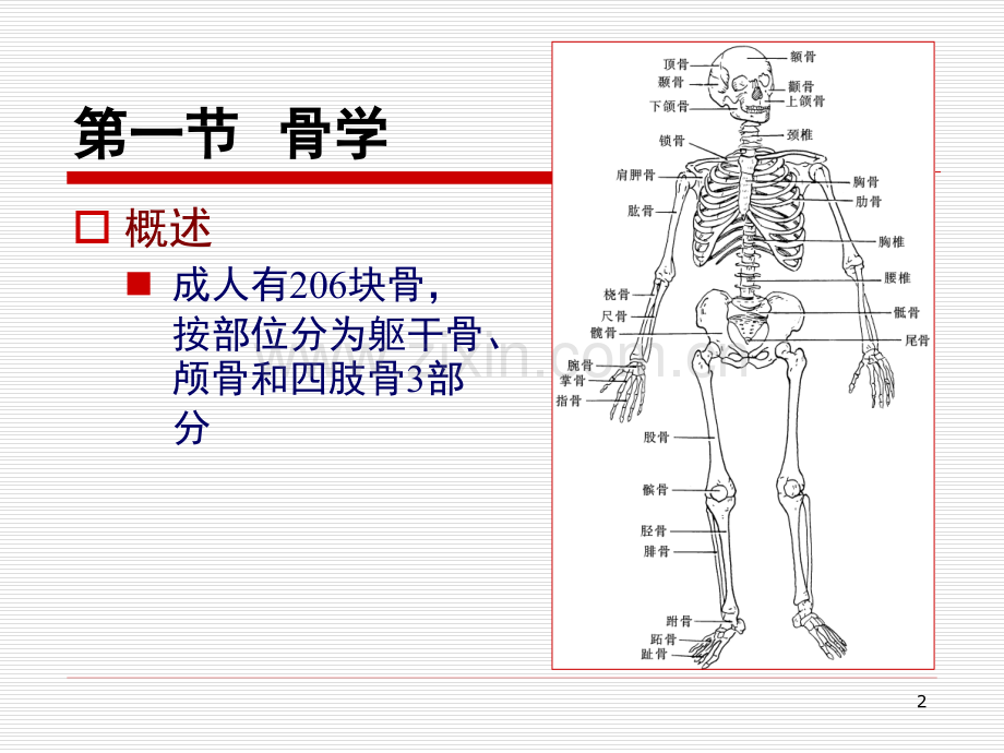 人体解剖学-运动系统PPT参考课件.ppt_第2页