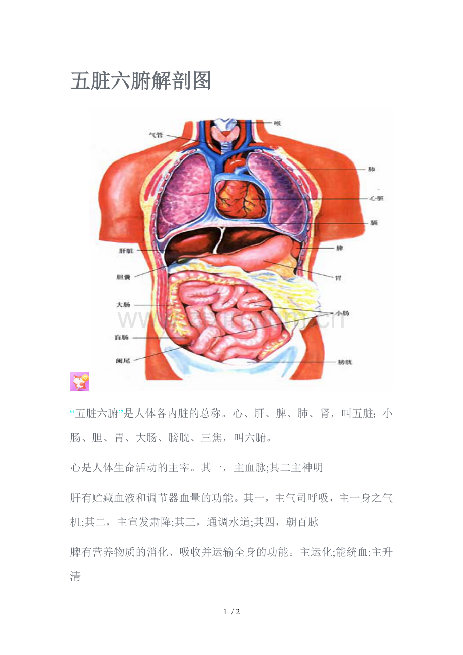 五脏六腑解剖图.doc_第1页