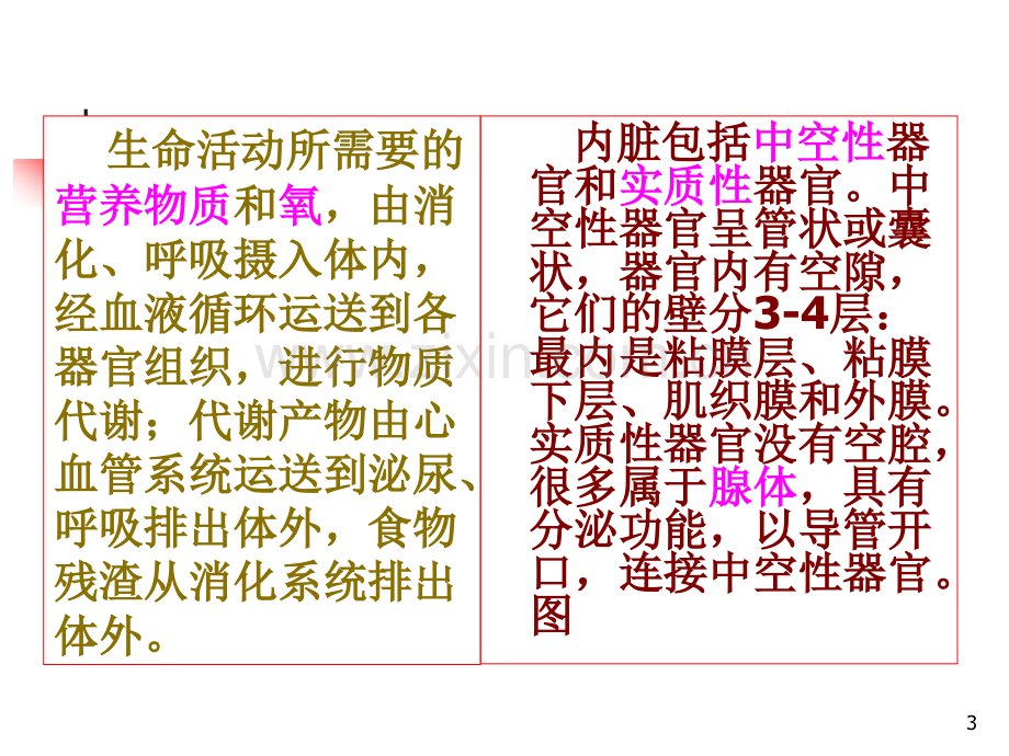 12级运动解剖学4PPT参考课件.ppt_第3页