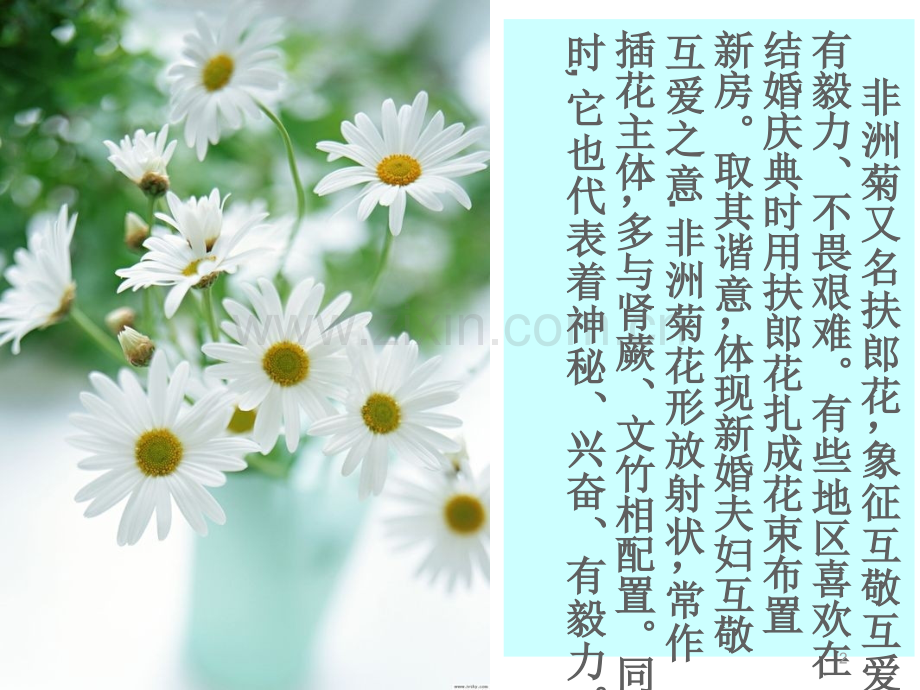 各种花及其花语展示.ppt_第2页