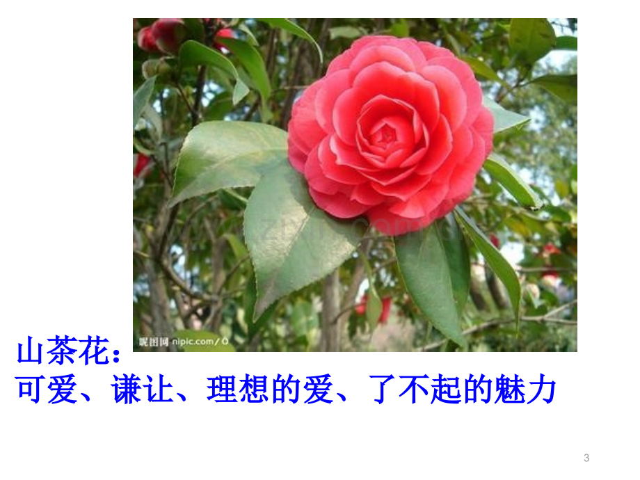 各种花及其花语展示.ppt_第3页