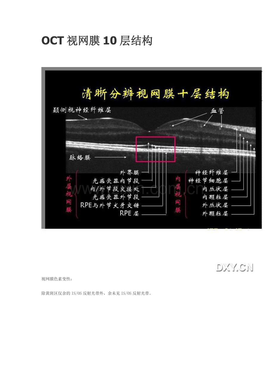 OCT视网膜10层结构.doc_第1页