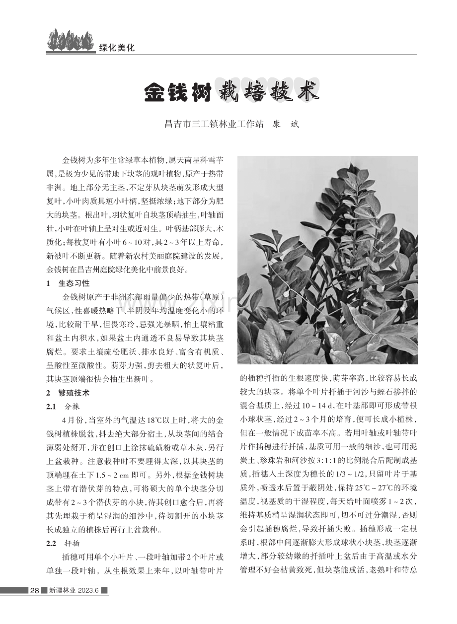 金钱树栽培技术.pdf_第1页