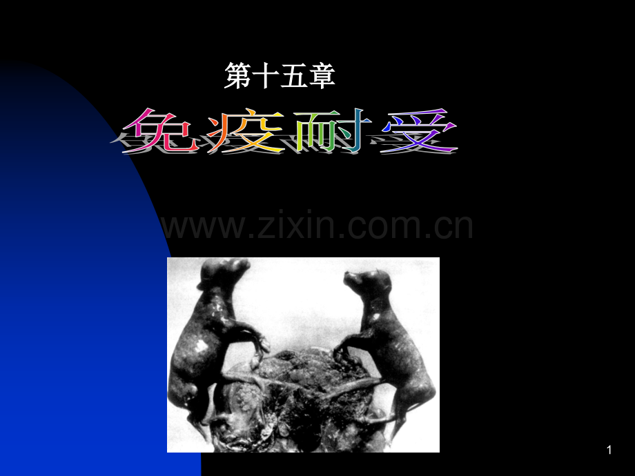 免疫耐受.ppt_第1页