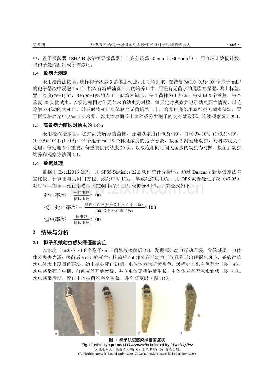 金龟子绿僵菌对入侵性害虫椰子织蛾的致病力.pdf_第3页