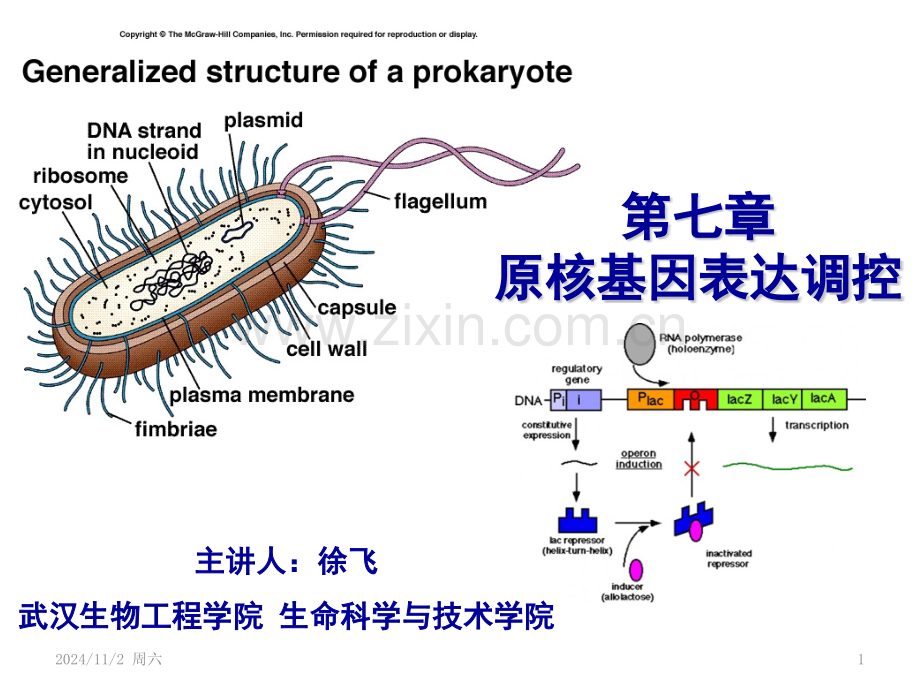 第七章-乳糖操纵子PPT参考课件.ppt_第1页