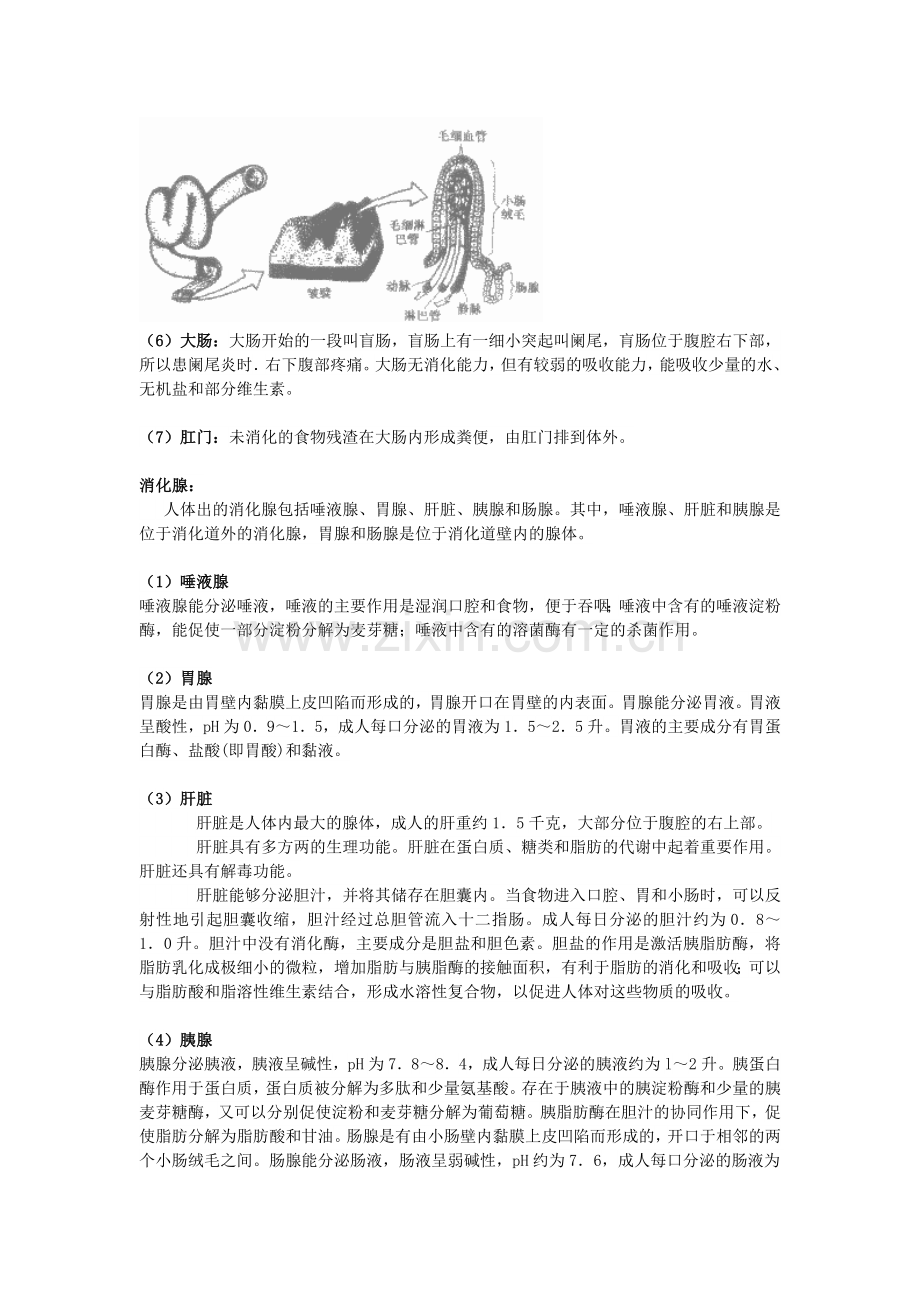 消化系统知识点.doc_第2页