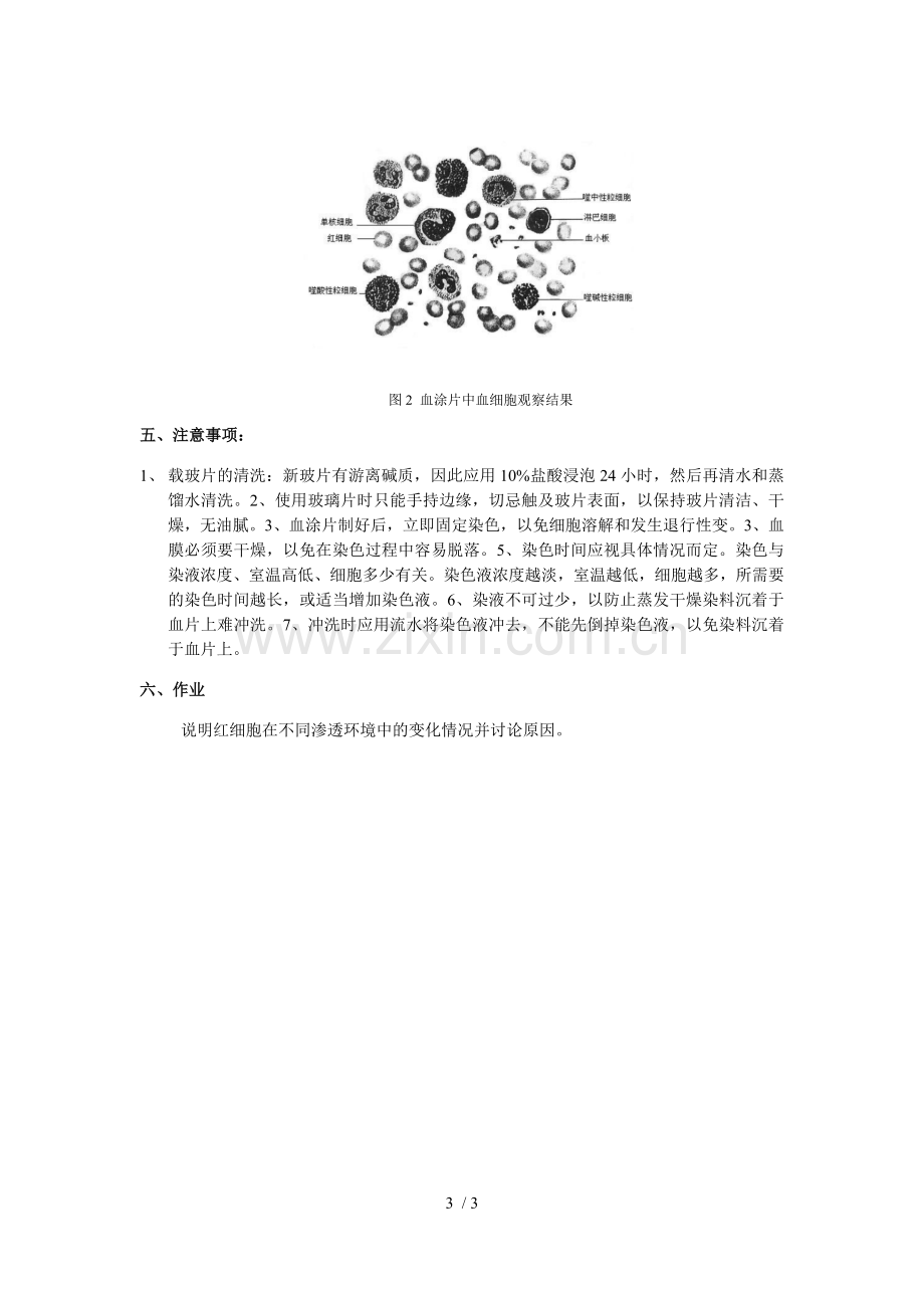 实验--血涂片的制作与血细胞的观察.doc_第3页