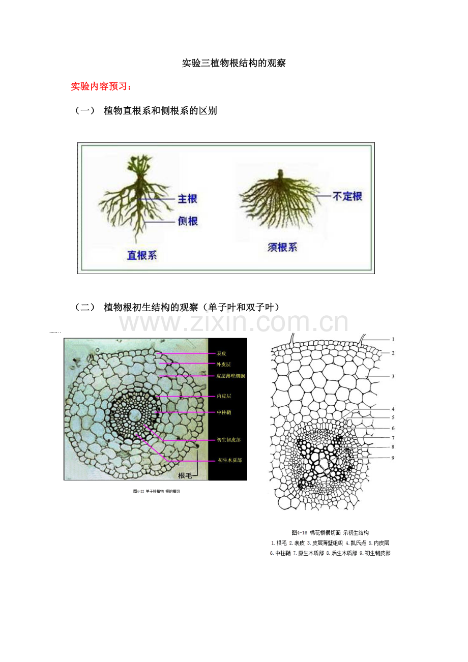 实验三植物根的观察.doc_第1页