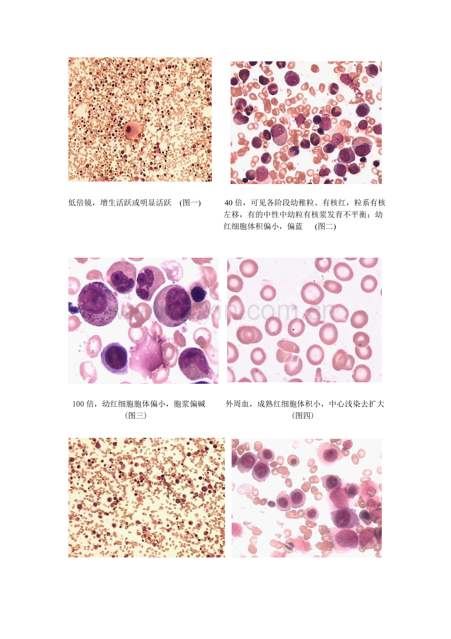 血细胞形态图片.doc_第1页