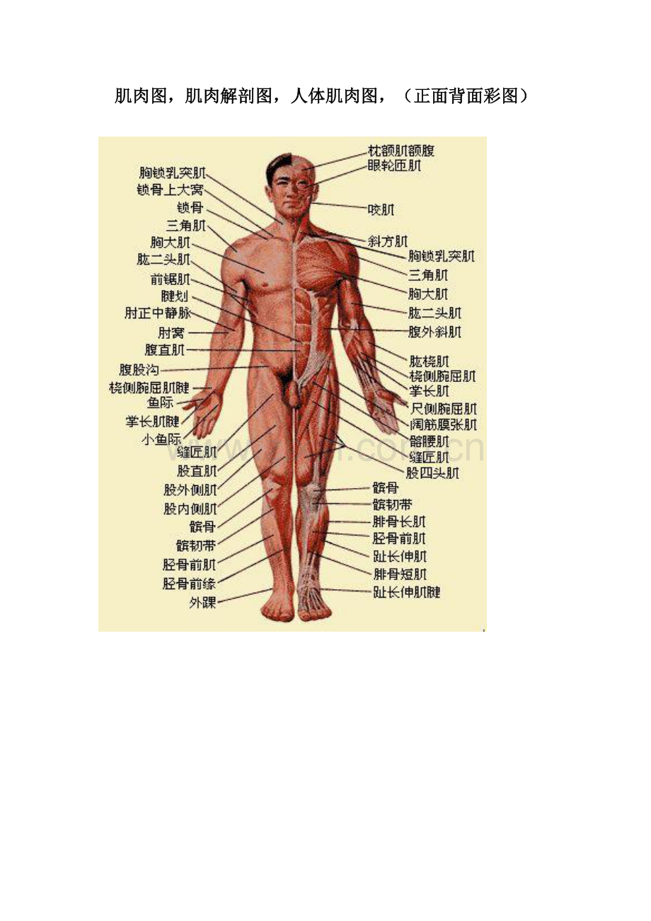 人体肌肉解剖图.doc_第1页