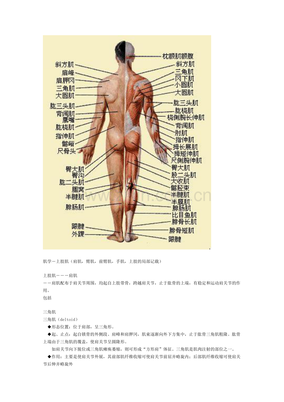 人体肌肉解剖图.doc_第2页