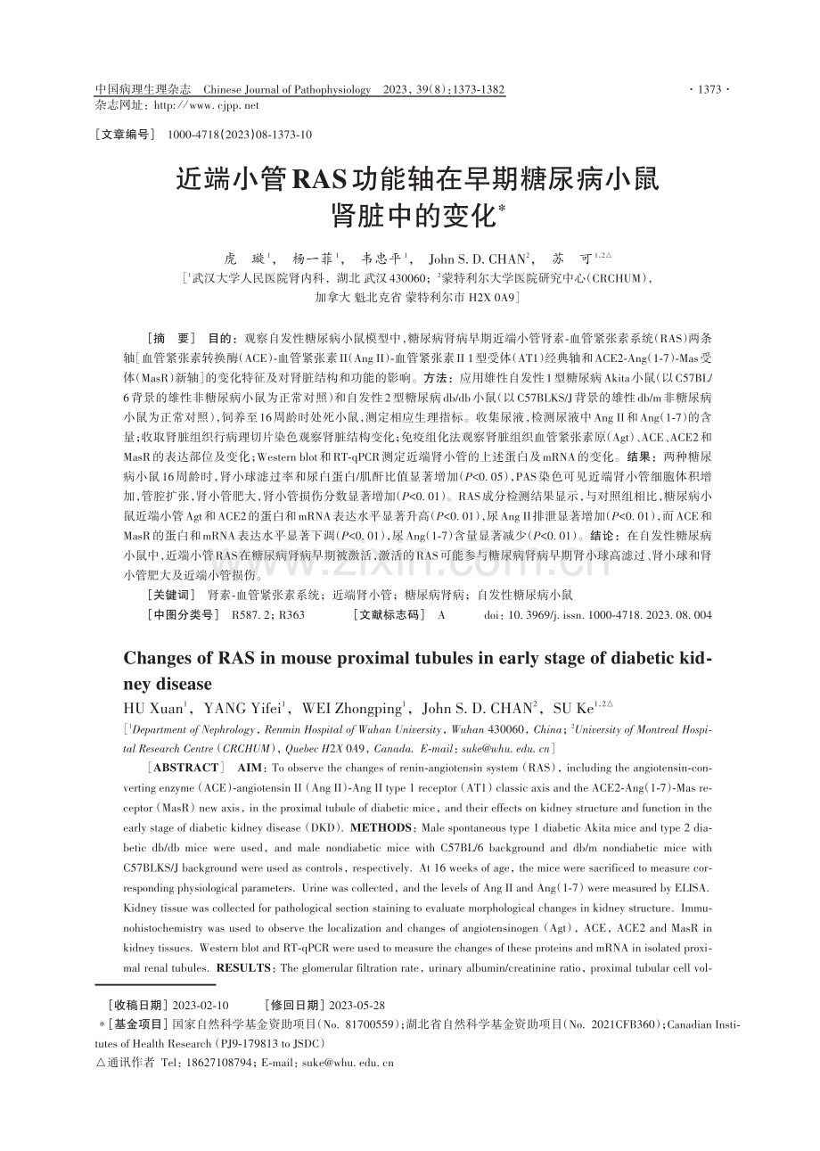 近端小管RAS功能轴在早期糖尿病小鼠肾脏中的变化.pdf_第1页