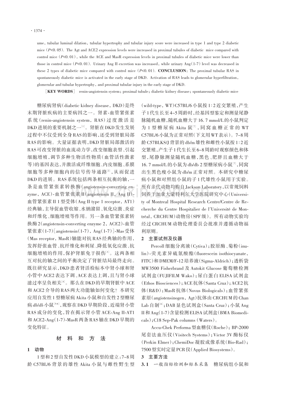 近端小管RAS功能轴在早期糖尿病小鼠肾脏中的变化.pdf_第2页