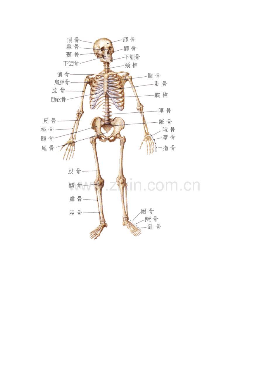 人体结构示意图.doc_第3页