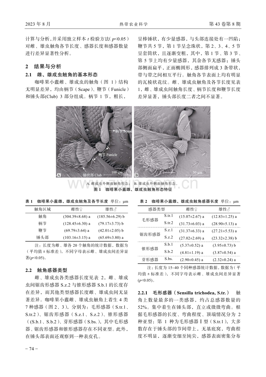 咖啡果小蠹成虫触角感器的扫描电镜观察.pdf_第3页