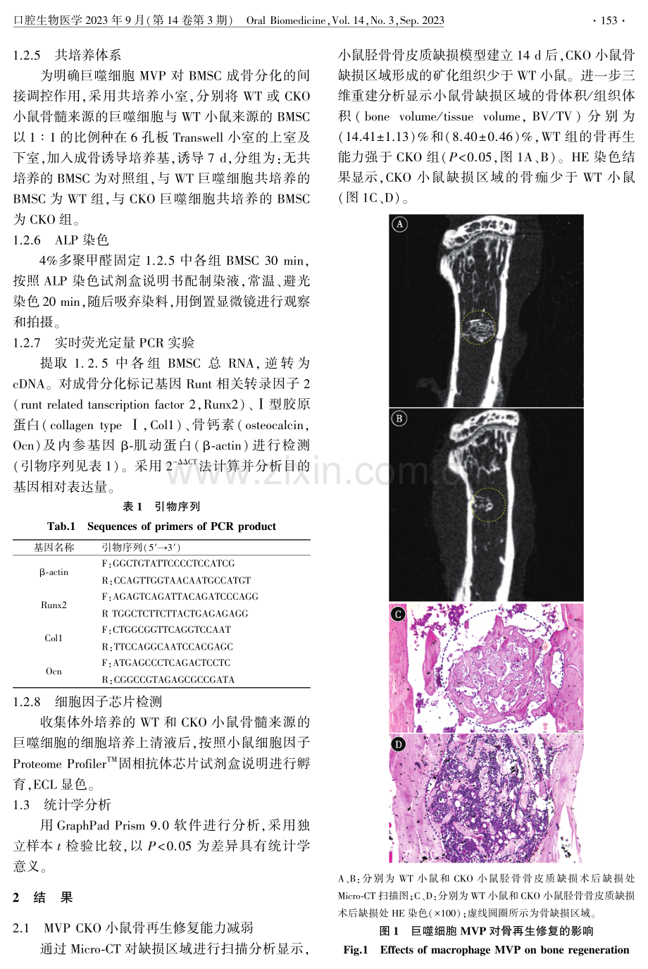 巨噬细胞主穹窿蛋白通过促进骨髓间充质干细胞成骨分化调控骨再生.pdf_第3页