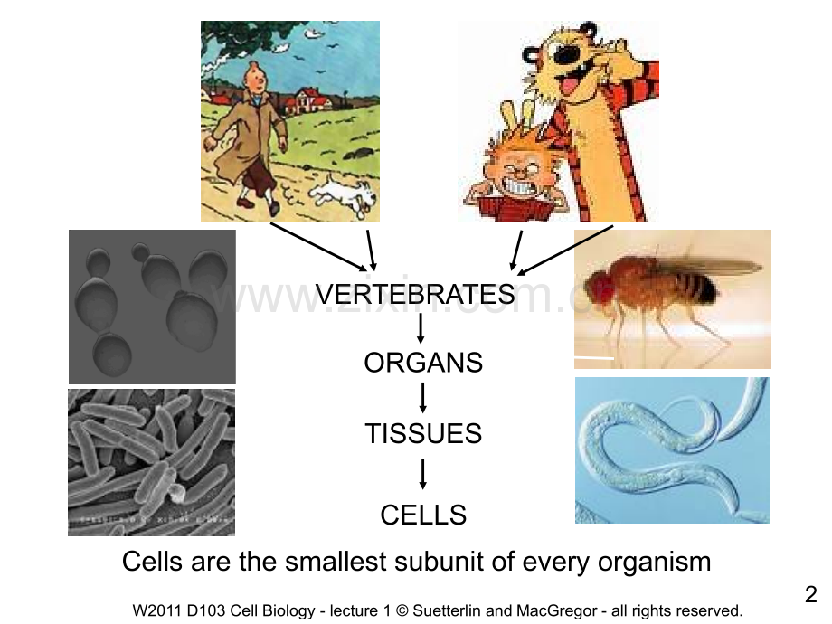 国外大学细胞生物学课件-英文1bioy.ppt_第2页