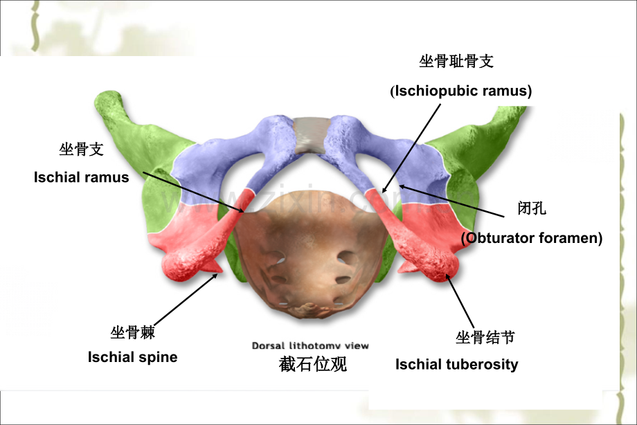 医学课件盆底功能障碍性和生殖器官损伤疾病.pptx_第3页