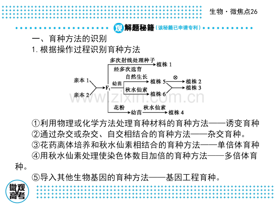 高三生物二轮复习微焦点26生物变异在育种中的应用.pptx_第2页